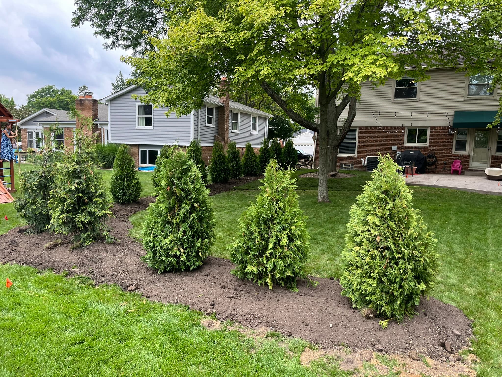 Sod and Arborvitae Installation